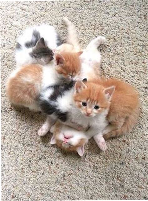 Download 4 Kittens - 15th February 2016 - We Love Cats and Kittens