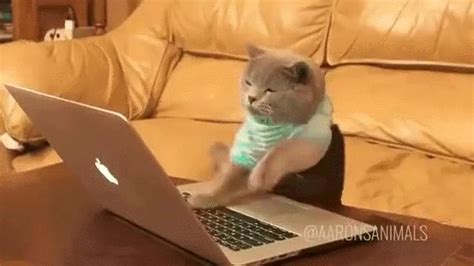 Gato Digitando Cat Typing  Funny Cat Videos Cat 