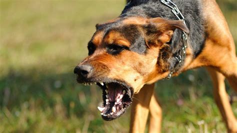 Top 10 Most Dangerous Dog Breeds In The World Most