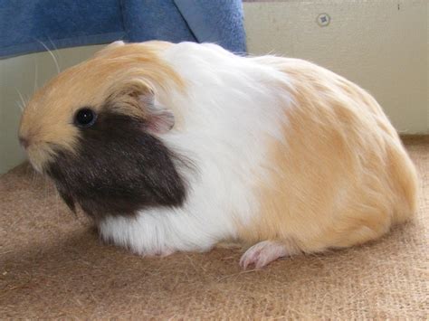 Se England Baby Guinea Pigs Shelties And Swiss Reptile Forums
