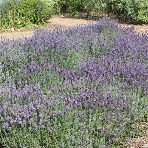 Buy Lavender Lavandula Angustifolia Munstead £599 Delivery By Crocus