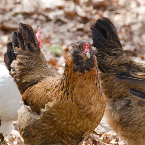 Araucana Chickens Hens