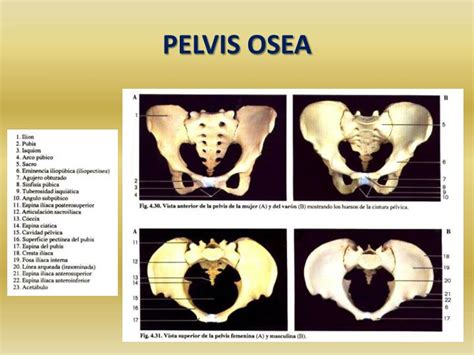 Ppt Contenido De La Pelvis Powerpoint Presentation Id Sexiezpicz Web Porn