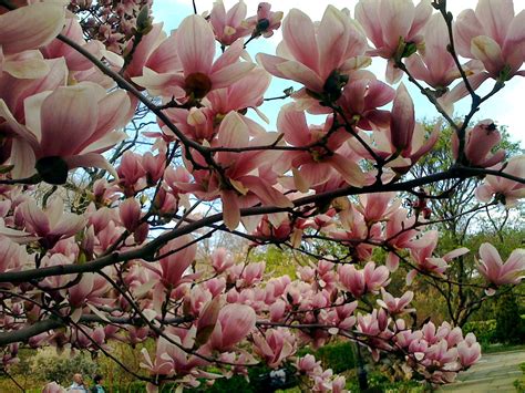 Pink Magnolia Flowers Wallpaper Nature And Landscape Wallpaper Better