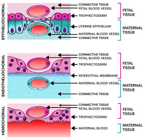 Placental Level Of Invasiveness The Placenta Varies Across Mammalian