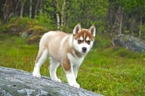 Husky Red Puppy Wallpapers Pets Lovers