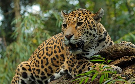 Hintergrundbild Für Handys Big Cat Tiere Raubtier Predator