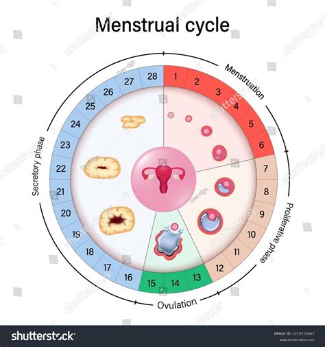 Menstrual Cycle Chart Vector Menstrual Proliferative Stock Vector