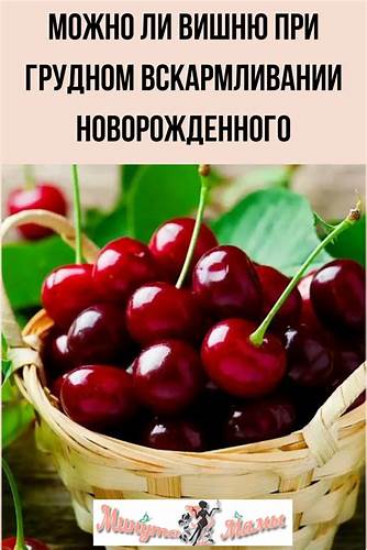 Можно ли вишню при грудном вскармливании в первый и второй месяц Картинка - Можно ли вишню при грудном вскармливании в первый и второй месяц