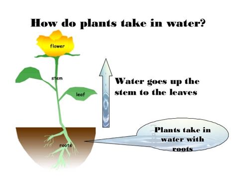 Plants Powerpoint And Interactive Activities