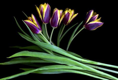 Purple Tulips Hd Hd Desktop Wallpapers 4k Hd