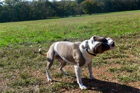 From their nutritional needs to their health issues (e.g. Is it Spring? : pitbulls