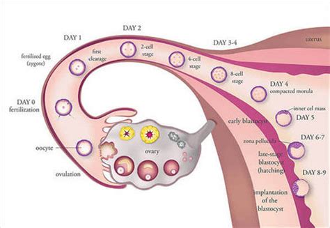 Ovulation Induction Medical Diagnosis