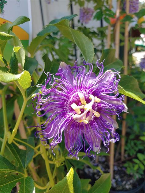 Passiflora Caerulea Passiflora Blue From Plantworks Nursery