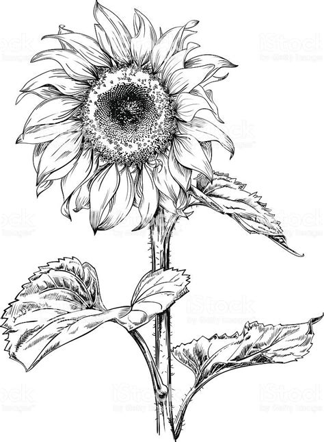 Hand Drawn Vector Artwork In Pen And Ink Style Of A Sunflower Pencil