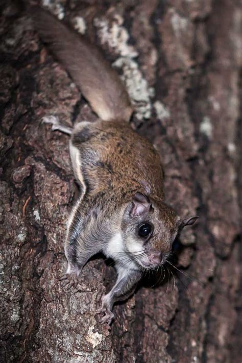 Flying Squirrels Facts Meet The Gliding Rodents Of North America