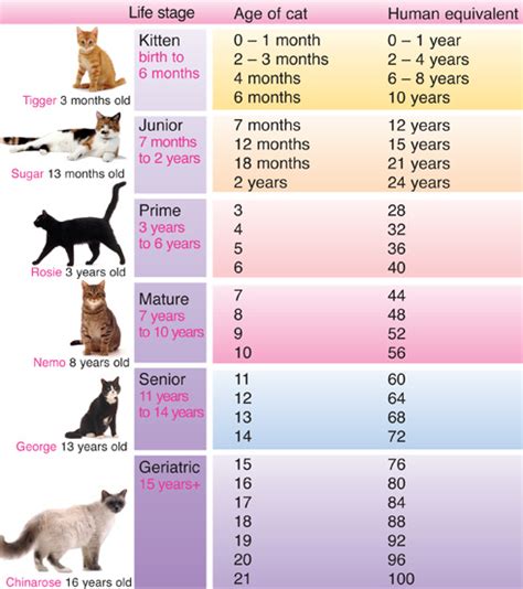 How to estimate the age of a cat? Quel est l'âge de mon chat en équivalent humain