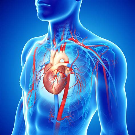 La Arteria Aorta Y Sus Funciones