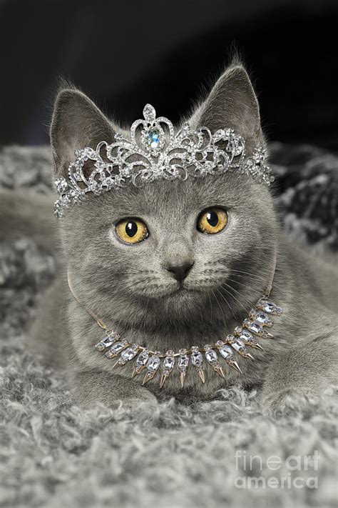 Grey Chartreux Kitten Indoors Wearing Diamond Tiara And Necklace