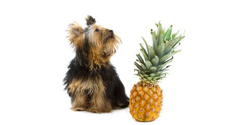 Give your dog a healthy pineapple treat. Can Dogs Eat Pineapples? - Keep Your Pets Healthy