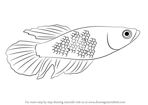 Realistic betta fish coloring page. Learn How to Draw a Betta (Fishes) Step by Step : Drawing ...