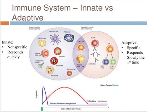 Ppt Innate Immunity Part 1 Bios 486a 586a Powerpoint Presentation Hot Sex Picture