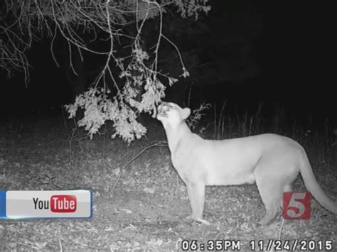 Twra Warns Of Cougar Spotted On Trail