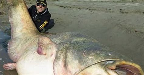 Viral Video A Monster Wels Catfish Caught In A River In Italy The