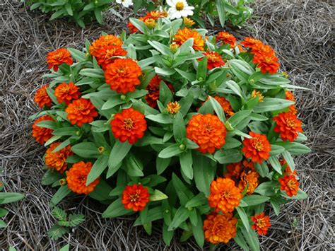 Check spelling or type a new query. Profusion and Zahara zinnias are good for summer landscapes
