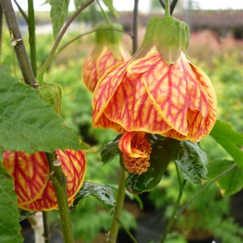 Woodland phlox, phlox divaricata, is an eastern north american native increasingly offered as an ornamental to use in cultivated gardens for its attractive bluish flowers. Abutilon 'Red Tiger', Flowering Maple 'Red Tider ...
