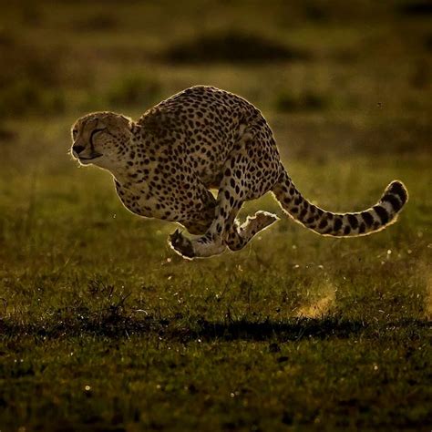Second Fastest Land Animal Sarah The Cheetah Worlds Fastest Land