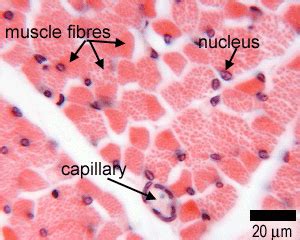 Muscle: The Histology Guide