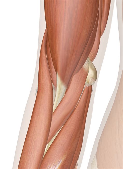 Skeletal muscles are the only voluntary muscle tissue in the human body and control every action that a person consciously performs. Muscles of the Elbow | Interactive Anatomy Guide