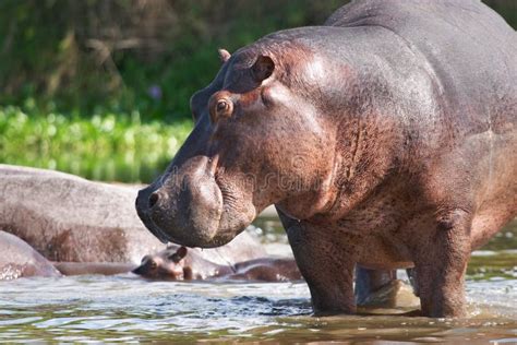 Hipopótamo Salvaje En El Nilo Foto De Archivo Imagen De Agua