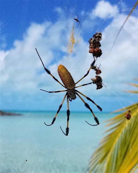 Male And Female Trichonephila Clavipes Golden Silk Orb Weaver In Exumas