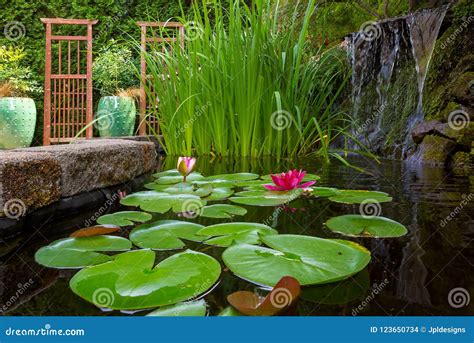 Garden Pond With Plants And Waterfall In Backyard Stock Photo Image