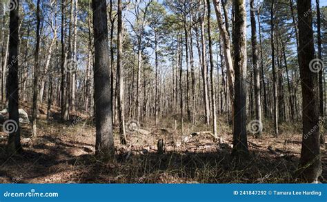 Forest Scene In A Hardwood Forest Stock Photo Image Of Uncultivated