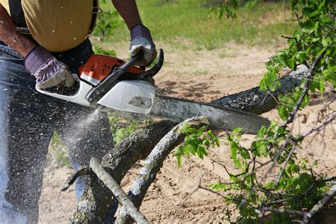 Benefits of Tree Maintenance by a Tree Removal Service | Home