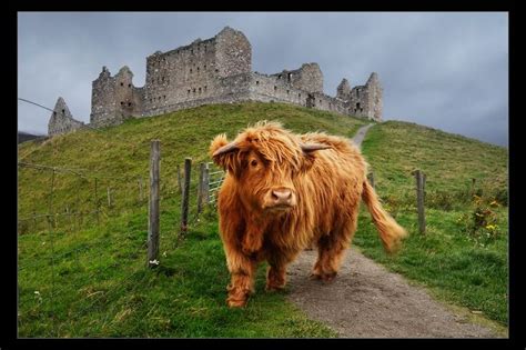 140 Best Images About Highland Cows On Pinterest Isle Of Cattle And