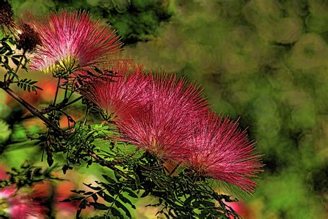 Mimosa Flowers Photograph By Hh Photography Of Florida