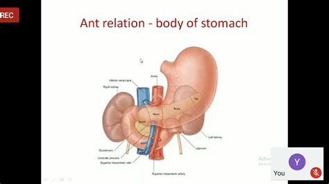 Pancreas Anatomy Youtube