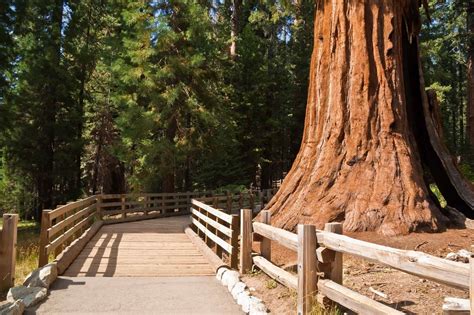 Helps protect you and your vehicle if you're involved in a car accident. Best Hikes in Sequoia and Kings Canyon National Parks for Kids - Trekaroo Blog