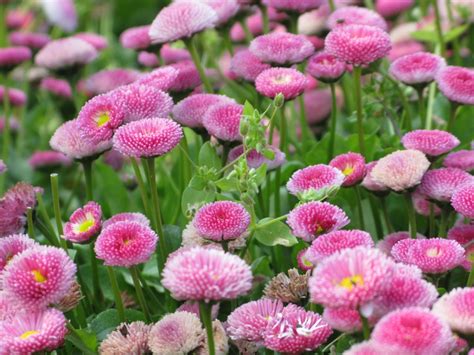 무료 이미지 화이트 꽃잎 여름 꽃 무늬의 꽃다발 선물 봄 녹색 빨간 목초 색깔 매크로 자연스러운 신선한 식물학 화려한 정원 담홍색 플로라