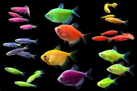 Glofish Are Transgenic Organisms Which Have Had Genes For Fluorescent
