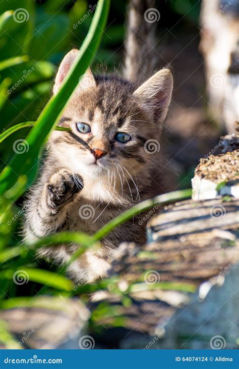 Tabby Kitten Outdoors Portrait Stock Photo Image Of Cute Playful