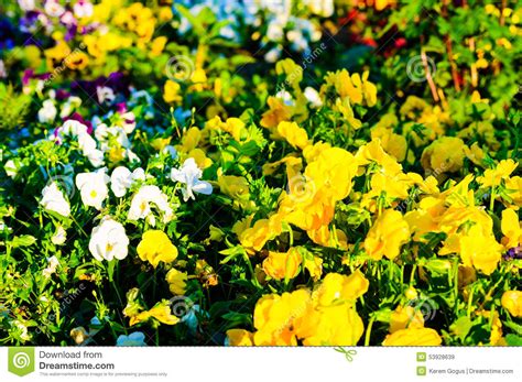 Colorful Summer Garden Stock Image Image Of Summer City