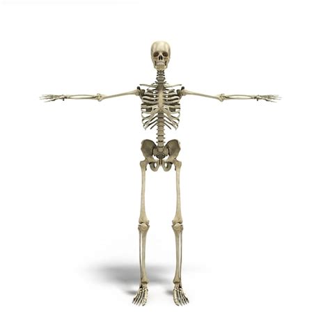 Premium Photo Medical Accurate 3d Render Of The Human Skeleton