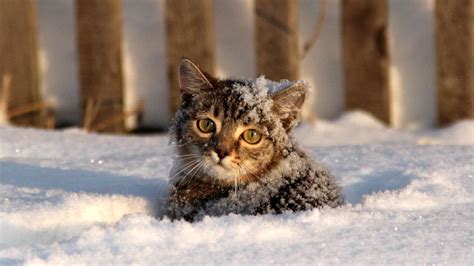 Snowy Cat By Vladislav Karpyuk On 500px Winter Cat Cats Cool Cats