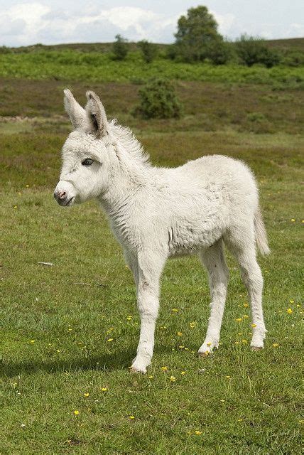 White Donkey Foal Creatures Great And Small Pinterest