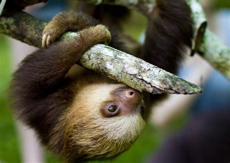 Cute Sloth Wallpapers Wallpaper Cave